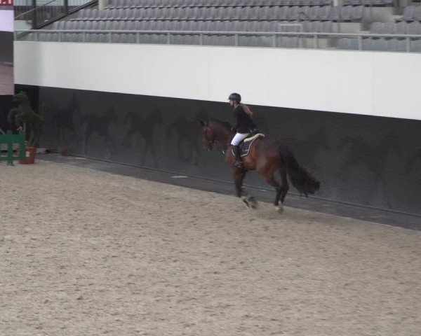 Reitturnier Aachen 2021