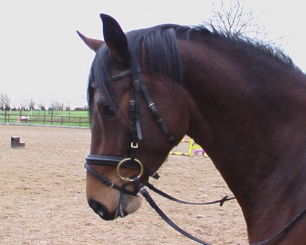 Springpferd Blue Diamant (Holsteiner, 2009, von Diarado)