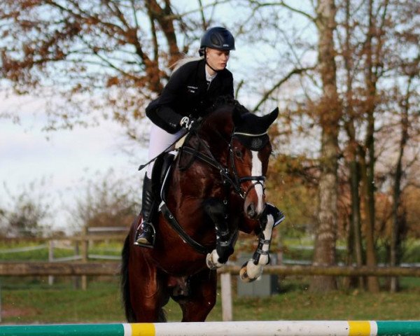 Deckhengst Quiram JMen (Westfale, 2011, von FRH Quaid)