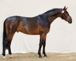 stallion Cardini (Württemberger, 2012, from Colestus)