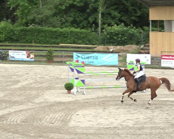 Reitturnier Schaffhausen 2021