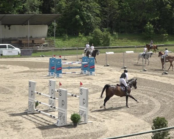 Reitturnier Schaffhausen 2021