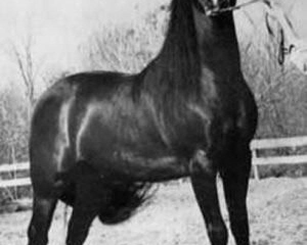 Deckhengst Windcrest Mr. Success (Morgan Horse, 1958, von Upwey Ben Don)