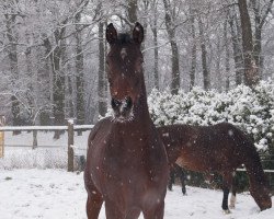 jumper Amaretto 255 (Westphalian, 2008, from Avec Coeur 6)