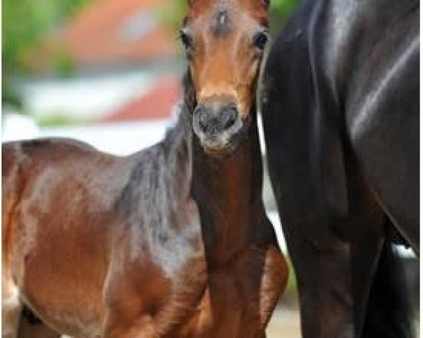 dressage horse Rock Amour B (German Sport Horse, 2014, from Rock Forever NRW)