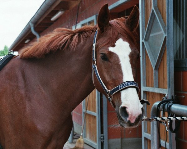 horse Filippa 21 (Hanoverian, 2009, from Fürst Nymphenburg)