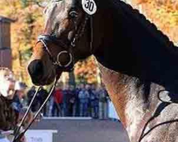 stallion Rock my Soul (Westphalian, 2012, from Rock Forever NRW)