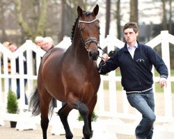 dressage horse Radisson (Oldenburg, 2011, from Rock Forever NRW)
