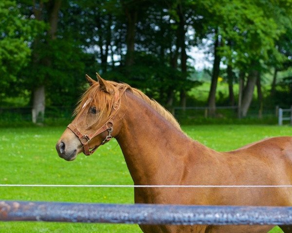 broodmare Fiorella (German Riding Pony, 2011, from Black Dancer)