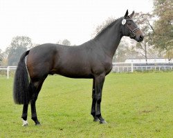 stallion Danzador (Hanoverian, 2011, from Diamond Hit)