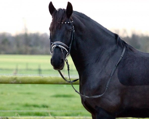 dressage horse Ysbrand fan stal Bellefleur (Friese, 2007, from Mintse 384)