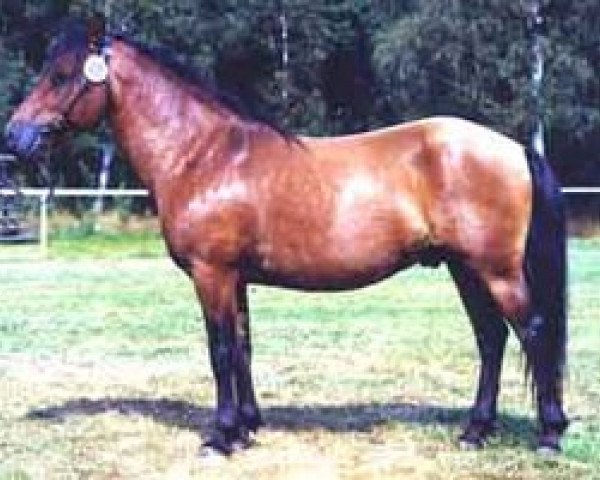 stallion Kanel RR 442 (Gotland Pony, 1989, from Kajak G 405) stallion Kanel RR 442 (Gotland Pony, 1989, from Kajak G 405)