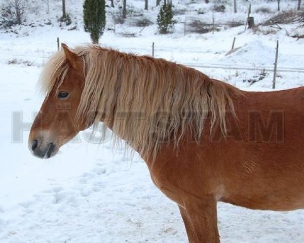 stallion Hilmer RR 495 (Gotland Pony, 1995, from Kanel RR 442) stallion Hilmer RR 495 (Gotland Pony, 1995, from Kanel RR 442)