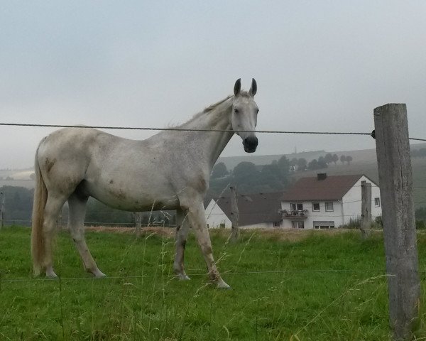 horse Grisu (Hanoverian, 1990, from Gimpel 34)