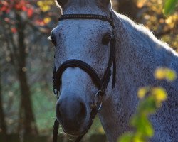 broodmare Caitana 11 (Holsteiner, 2008, from Cachas)