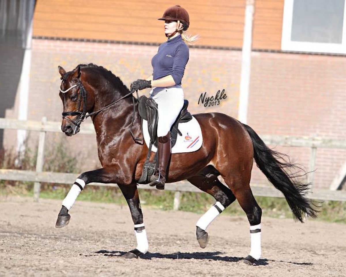 horse King William (German Riding Pony, 2001, from Kaiserjaeger xx)