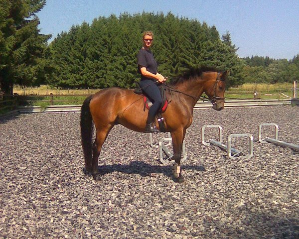 Pferd Minz Manni (Trakehner, 2004, von Cadeau)