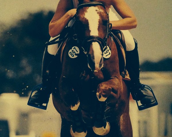 jumper Melbourne 24 (German Riding Pony, 2001, from Mentos)