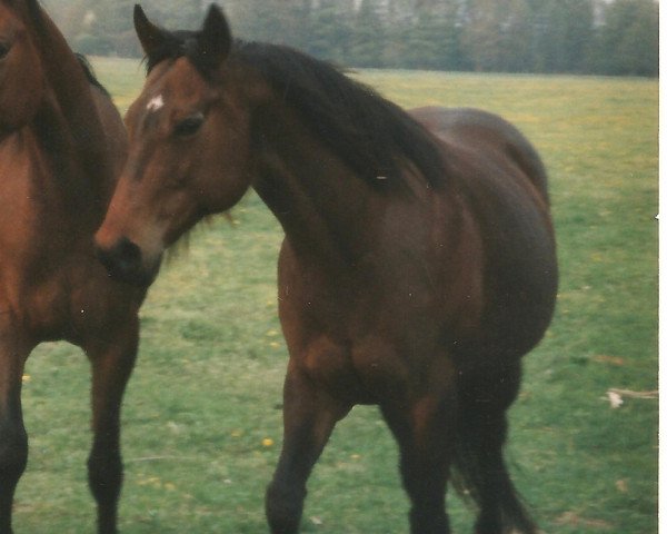 Yegua de cría L'Egalite xx (Pura Sangre Inglés, 1991, de Homing xx)