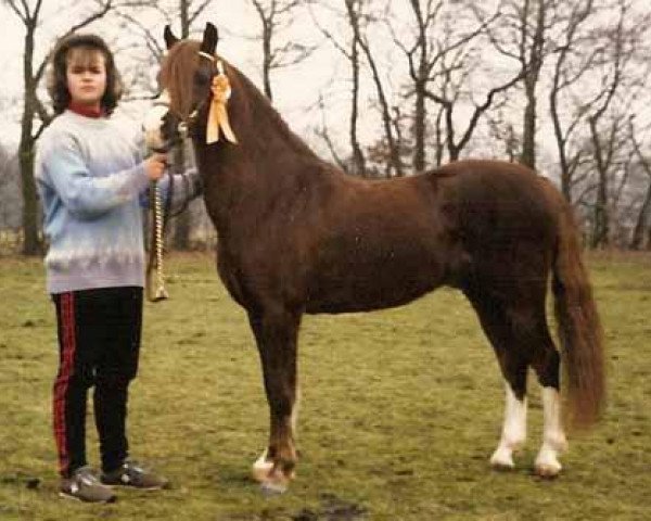 Deckhengst Woldberg's Jeroen (Welsh Pony (Sek.B), 1978, von Arkelshof's Sunlight) Deckhengst Woldberg's Jeroen (Welsh Pony (Sek.B), 1978, von Arkelshof's Sunlight)