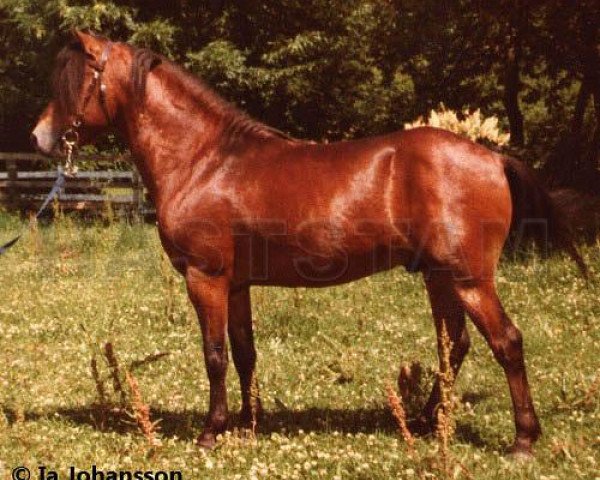 stallion Ebon 335 (Gotland Pony, 1977, from Emil 301) stallion Ebon 335 (Gotland Pony, 1977, from Emil 301)