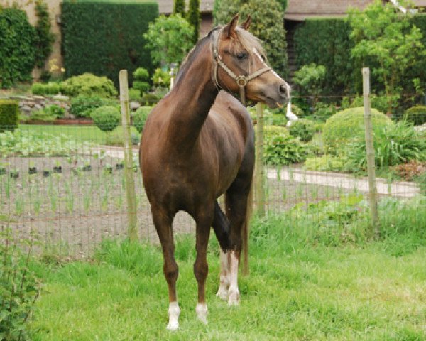 broodmare Rakt's Barly (Welsh-Pony (Section B), 2008, from Woldberg's Bart)