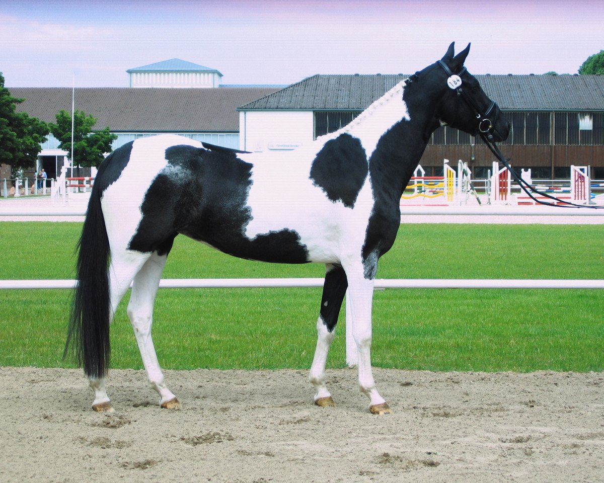 broodmare Noblesse Nawari (Trakehner, 2009, from Ablag Ibn Amir)