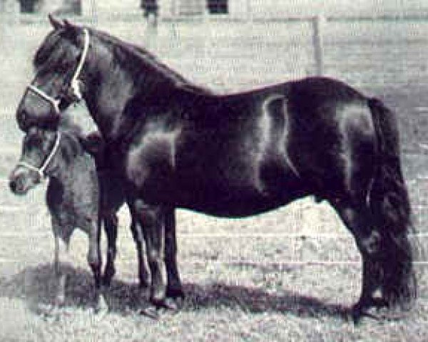 broodmare Harviestoun Pryde (Shetland Pony, 1926, from Helmet of Earlshall)