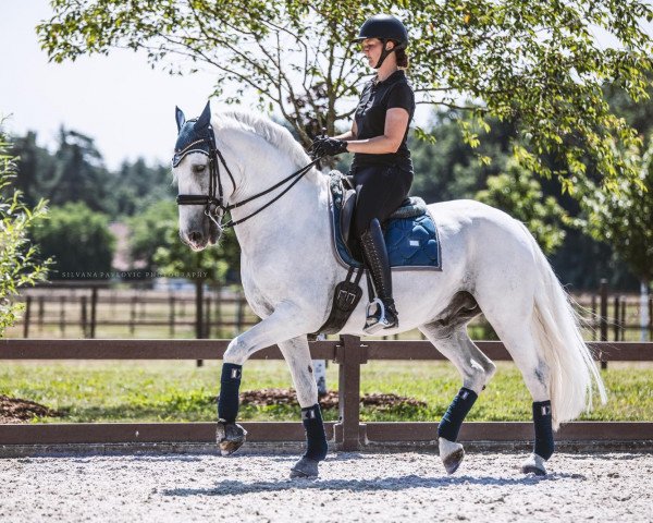 Dressurpferd Favory Montenegra (Lipizzaner, 2012, von Favory Superba 516)