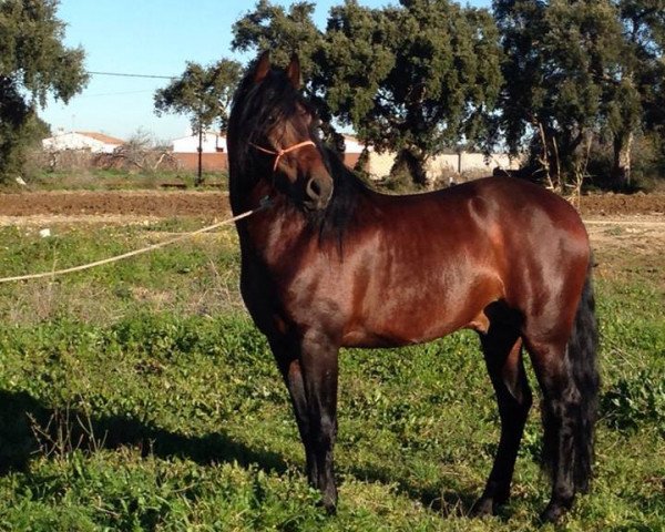 Pferd Cortesario DI (Pura Raza Espanola (PRE), 2009)