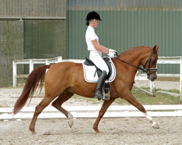 Pferd Erf-Montana (Deutsches Reitpony, 2000, von Mentos)