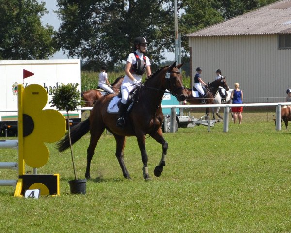 Springpferd As Di Vialla (Hannoveraner, 2002, von As di Villagana)