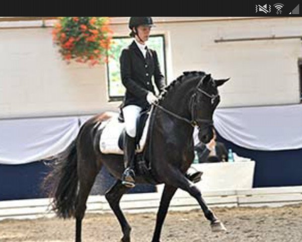 dressage horse Pour la Perfection (German Riding Pony, 1998, from FS Pour l'Amour)
