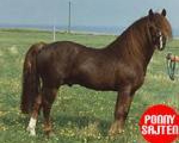 Deckhengst Bolero (New-Forest-Pony, 1973, von Merrie Midnight)