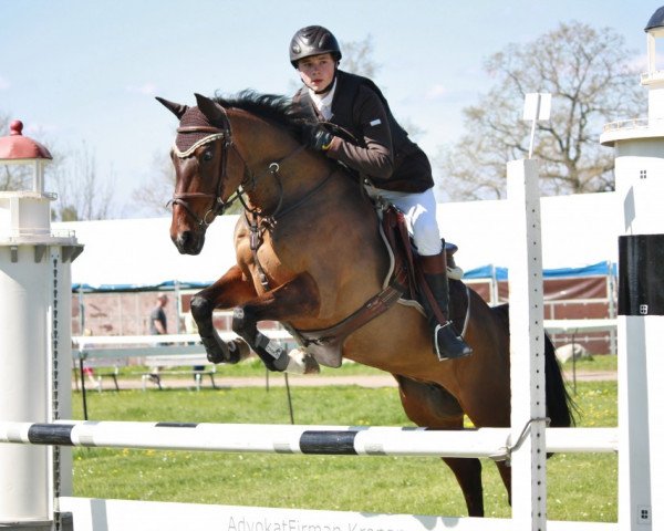 broodmare SB Top'n Breeze (Swedish Riding Pony, 2006, from Top Nordpol)