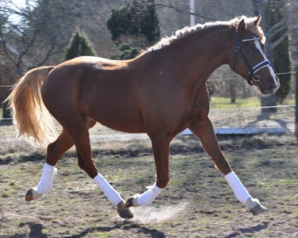 stallion SB Royal Breeze (Swedish Riding Pony, 2011, from Prince Perfect)
