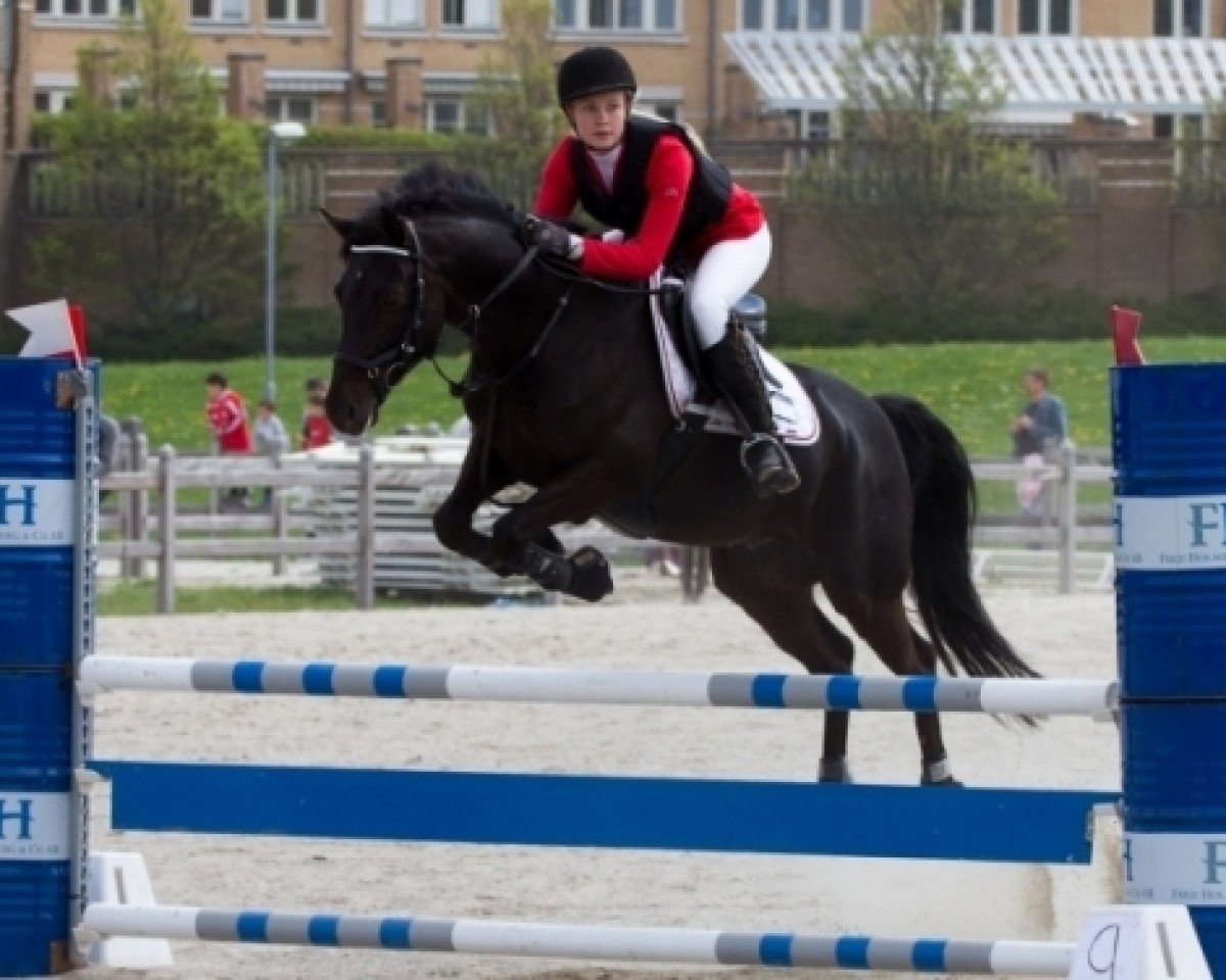 horse Deja Vue (Westphalian, 2003, from Da Vinci R)