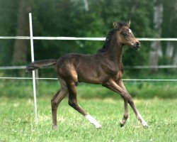 dressage horse Choclat Cream (German Riding Pony, 2014, from FS Champion de Luxe)