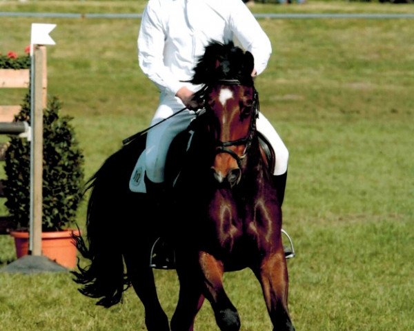 Springpferd Aaron 200 (Bayer, 1998, von Aquilino)
