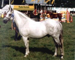 stallion Vernons Vespers (New Forest Pony, 1970, from Vernons Starling)