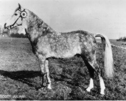 Deckhengst Prescott Julian (New-Forest-Pony, 1960, von Prescott Junius)