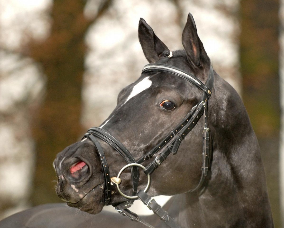 horse Herzog von Nassau (Trakehner, 2003, from Distelzar)