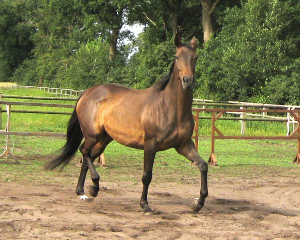 broodmare Laudita xx (Thoroughbred, 2003, from Protektor xx)