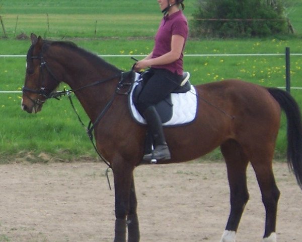 Pferd Evita 238 (Hannoveraner, 2000, von Escudo II)