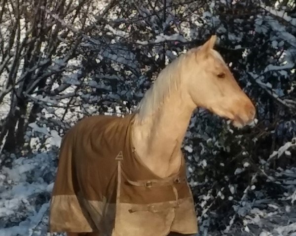 horse Daylight IH (German Riding Pony, 2013, from Dimension AT NRW)