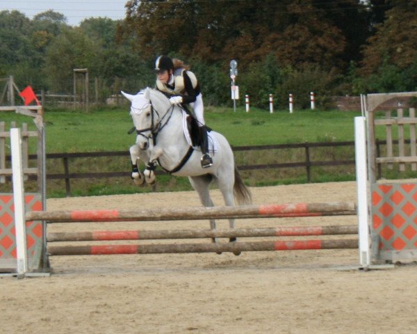 dressage horse Noucy (German Riding Pony, 1996, from Norman)