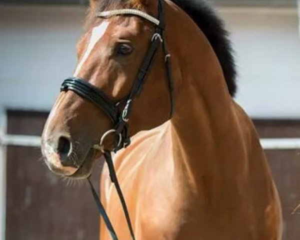 dressage horse Flinston (KWPN (Royal Dutch Sporthorse), 2010, from Arizona)