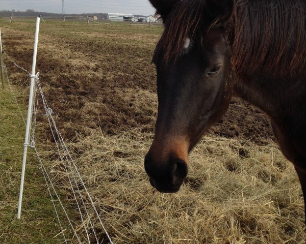 horse Indian Summer (Trakehner, 2010, from Prince Patmos)
