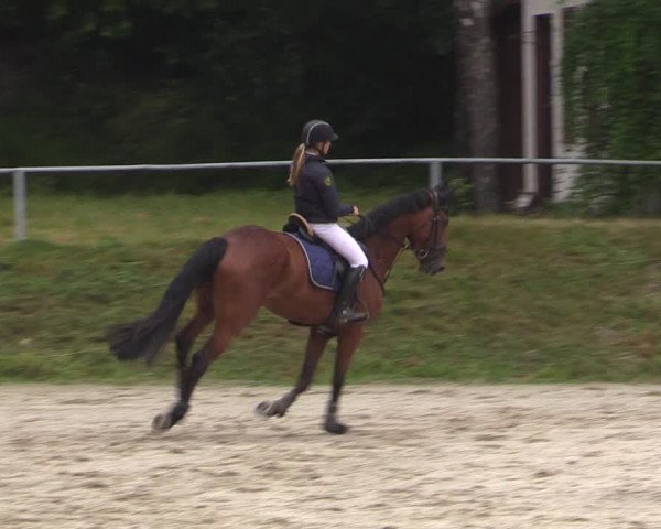 Reitturnier Lgl.-Oberhain, B95 2021