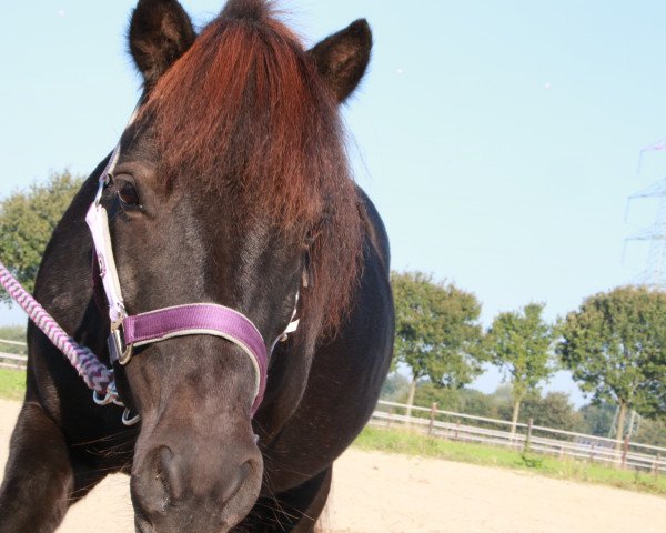 Pferd Isabel (Shetland Pony, 2004)